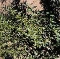 stevia